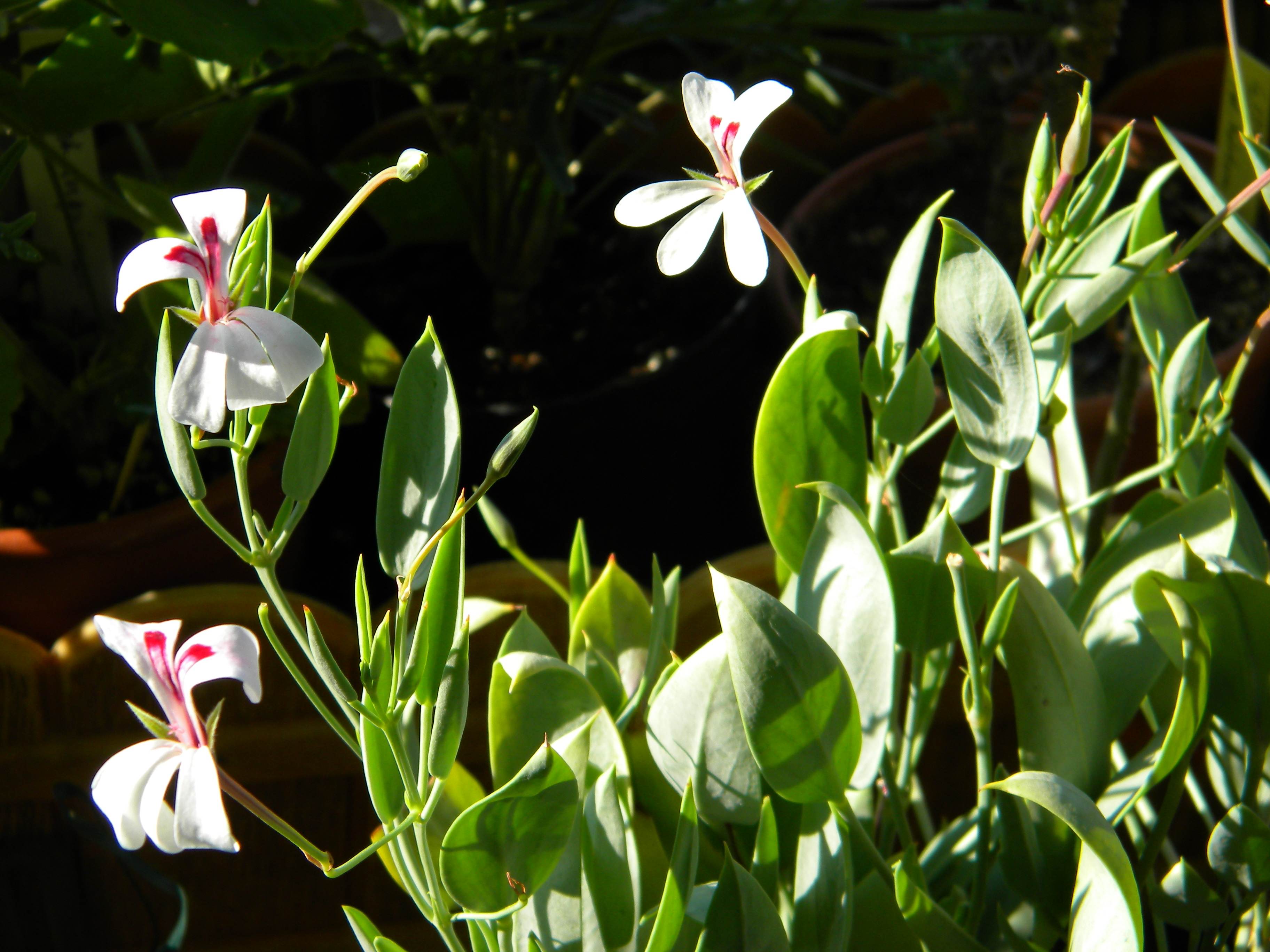Pelargonium lanceolatum