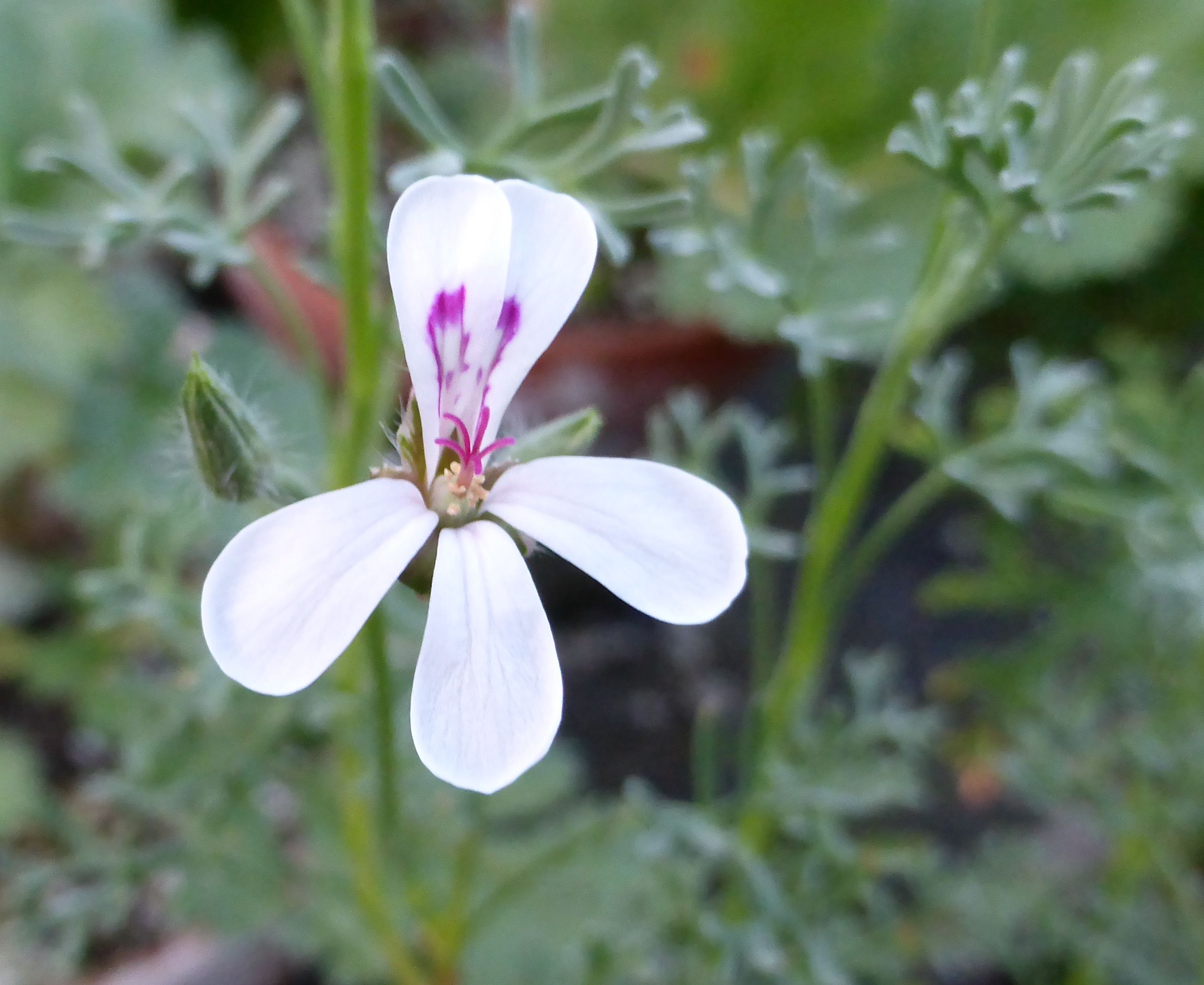 Pelargonium abrotanifolium