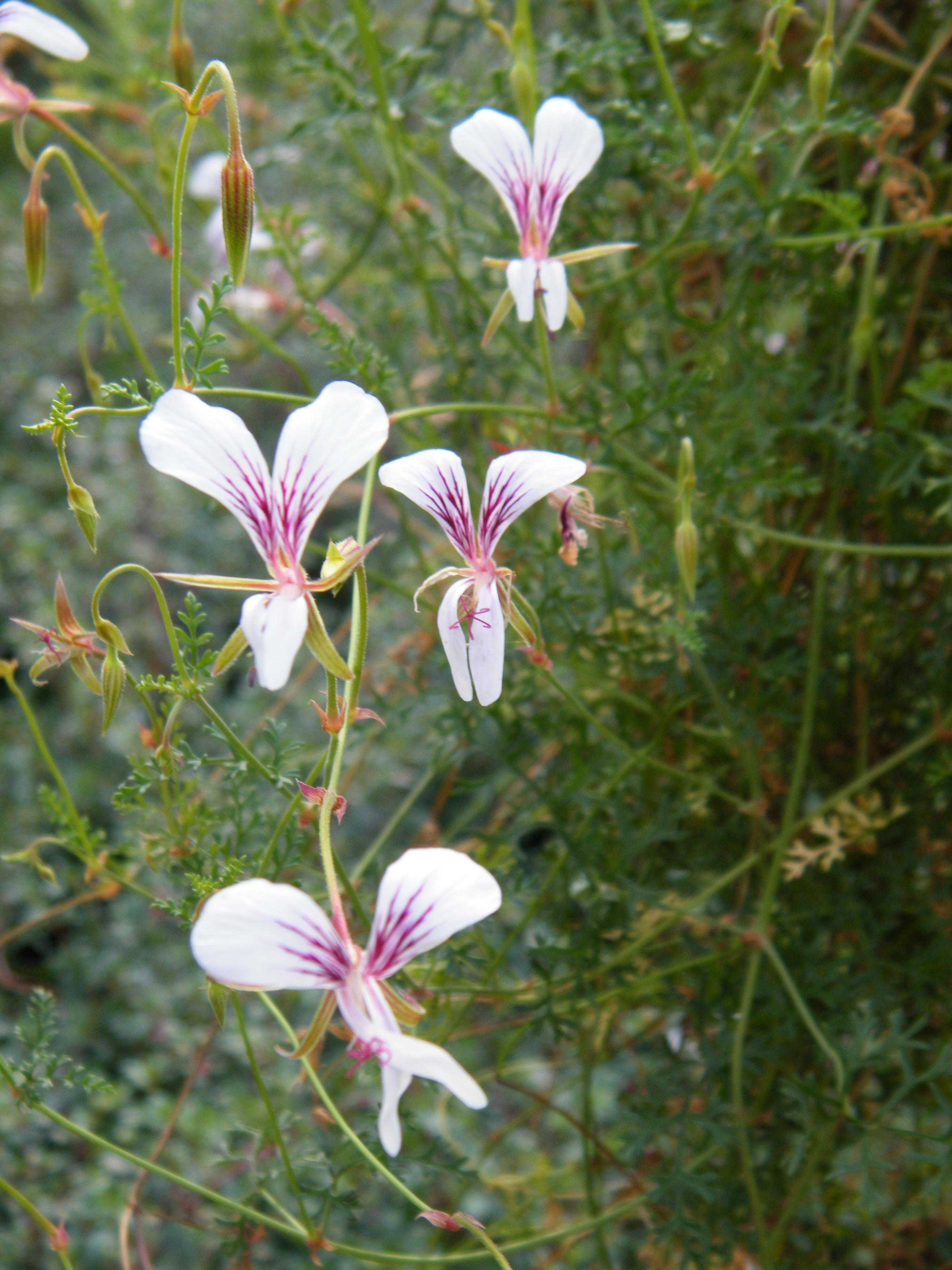 Pelargonium caucalifolium ssp. caucalifolium