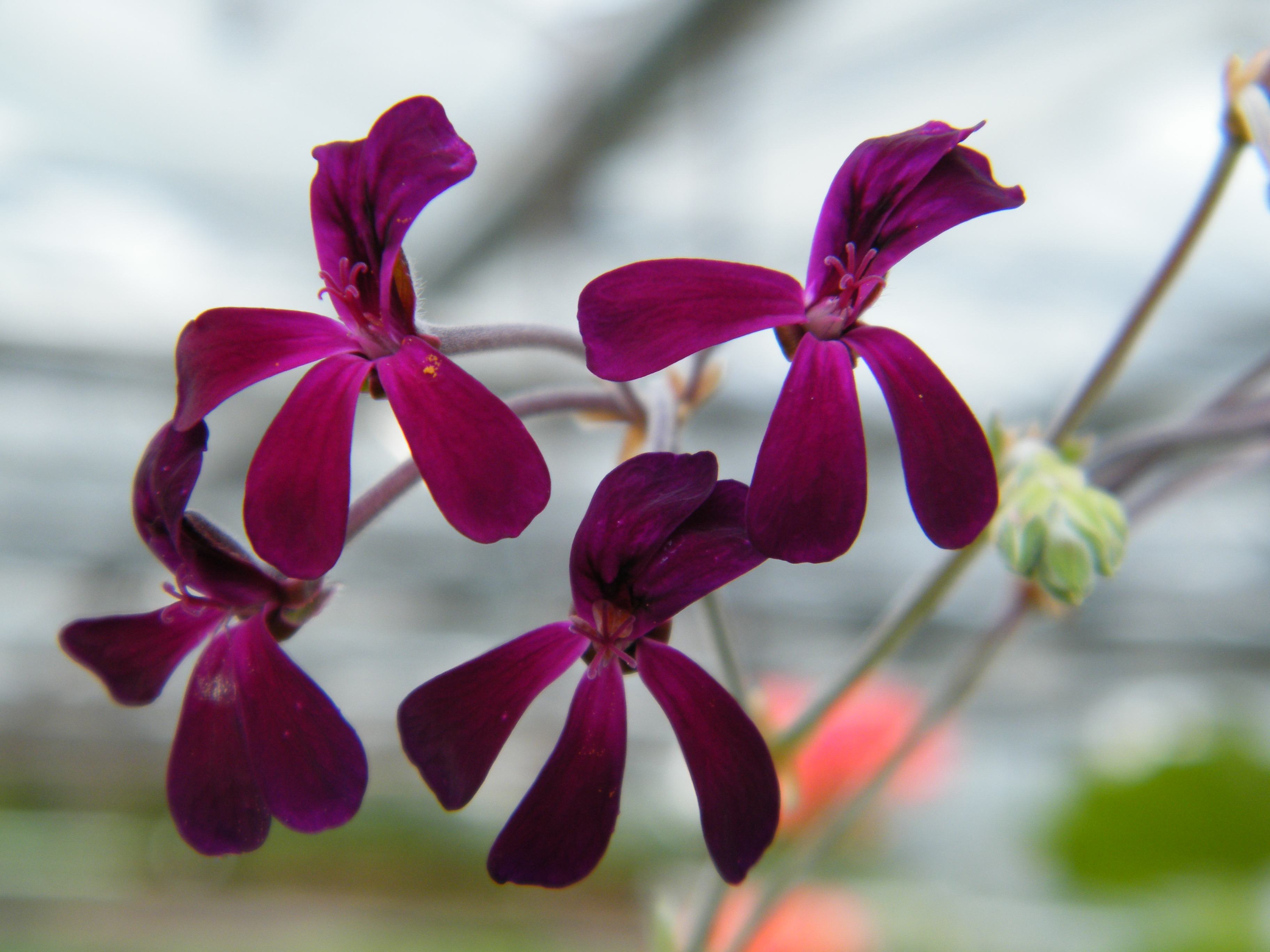 Pelargonium sidoides hybr. „burgundy“