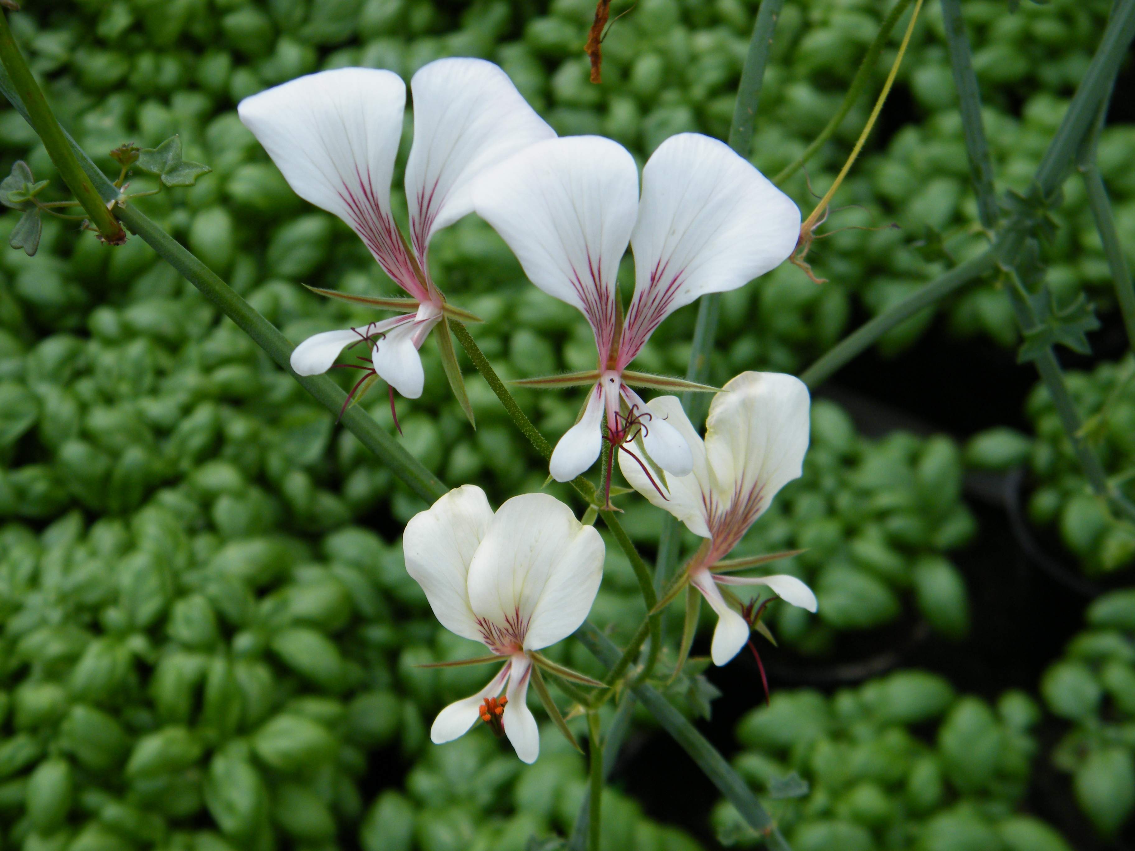 Pelargonium tetragonum „white“