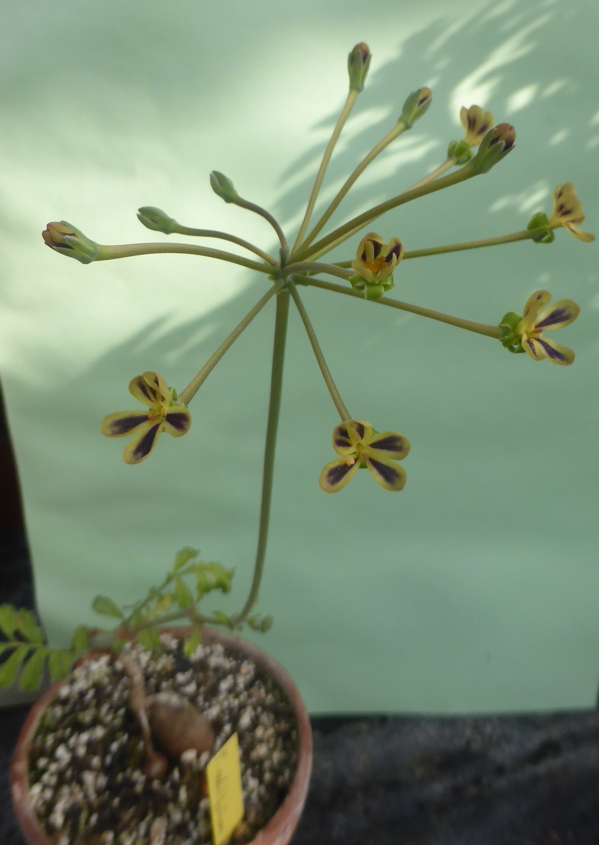 Pelargonium radulifolium
