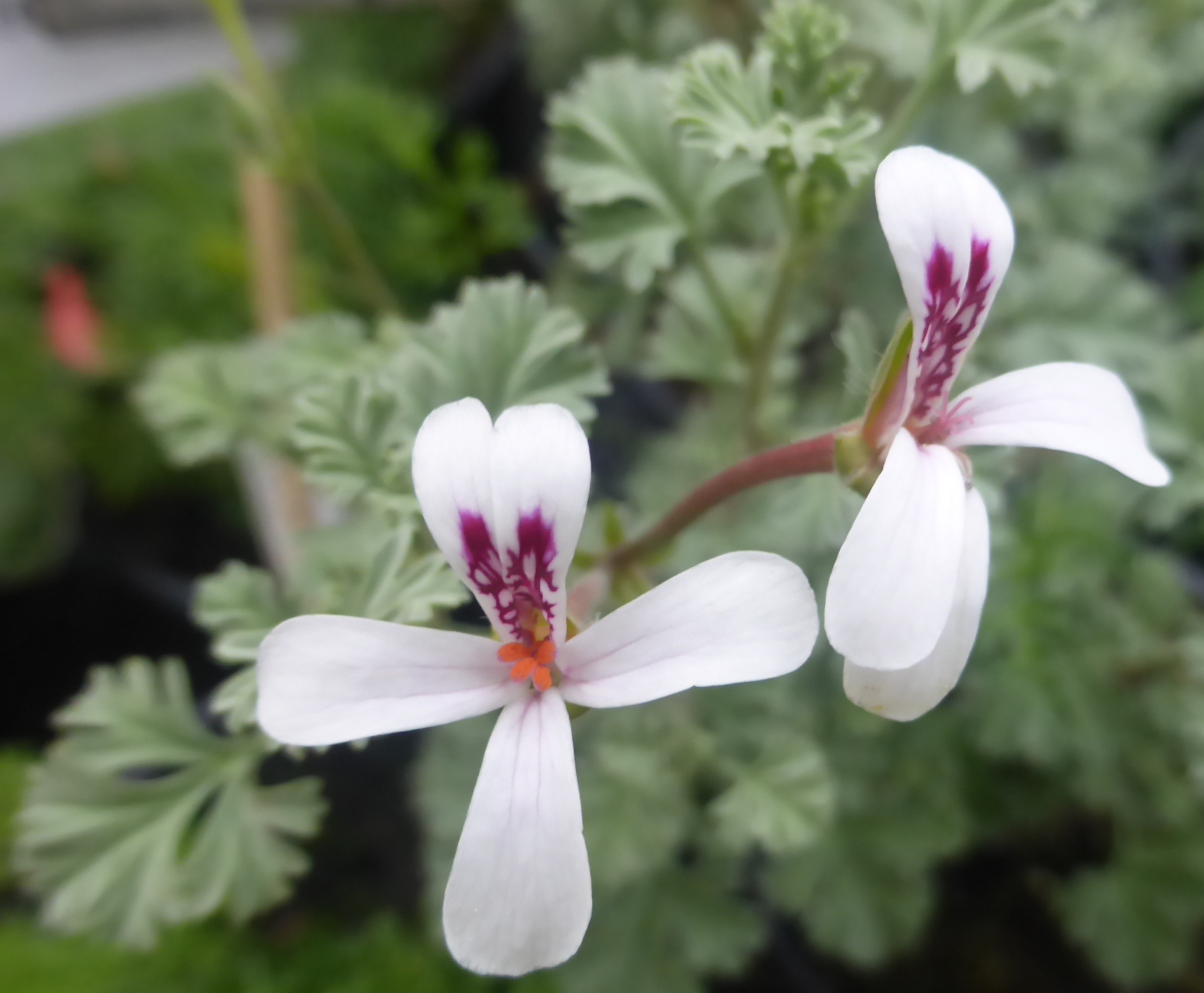 Pelargonium abrotanifolium ‚Stisser‘