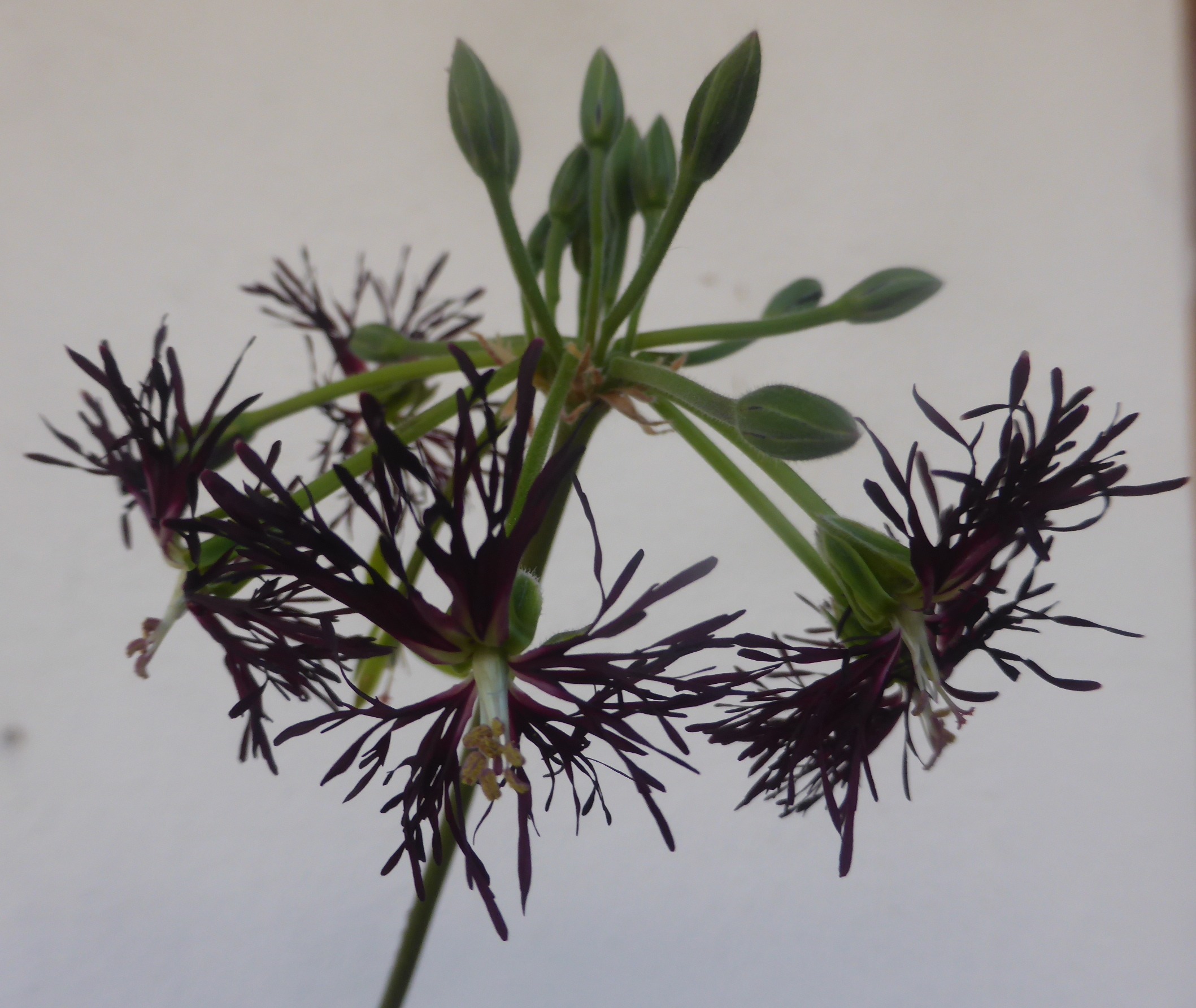 Pelargonium caffrum ‚Treml‘