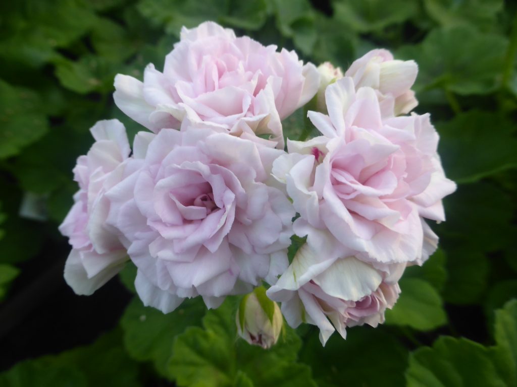 Millfield Rose – Gaertnerei Angermaier 83075 Bad Feilnbach