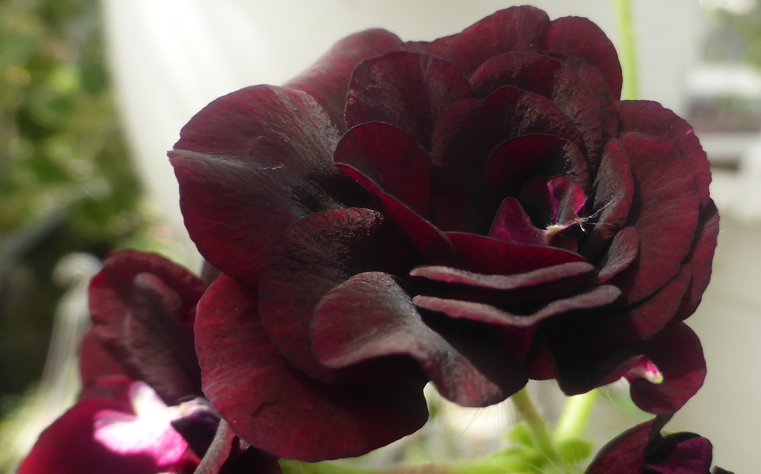 Royal Black Rose