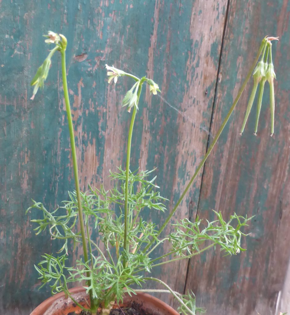 Pelargonium aridum Gaertnerei Angermaier 83075 Bad Feilnbach